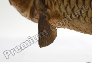 Common chub Squalius cephalus belly fin 0010.jpg